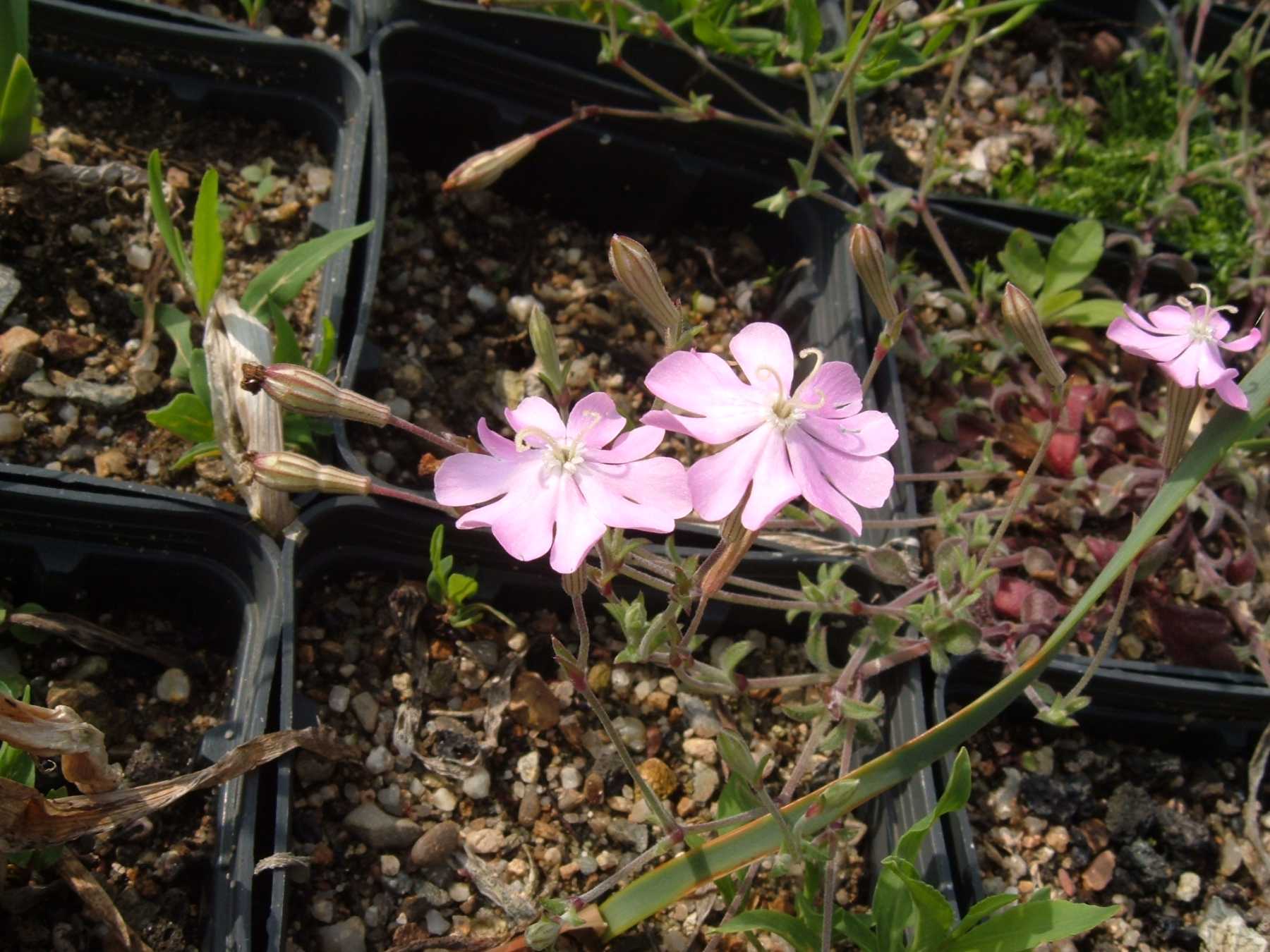 Silene sericea